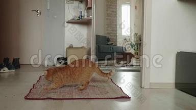 红色英国猫<strong>抓起</strong>来，闻地毯在地板上，并检查它。 家里有只好奇的猫。